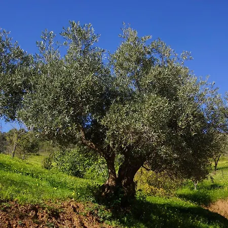 La Montana Roja Κάμπινγκ